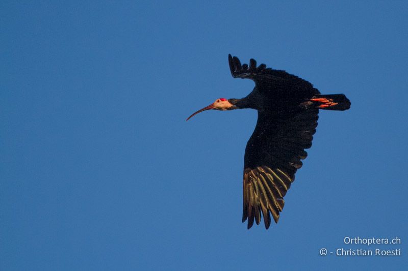 Southern bald Ibis (Geronticus calvus) - SA, Mpumalanga, Dullstroom, Field & Stream Lodge, 13.01.2015