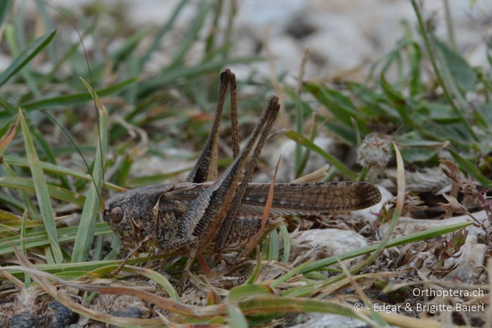 Platycleis intermedia ♂ - HR, Istrien, Premantura, Gornji Kamenjak, 20.06.2016