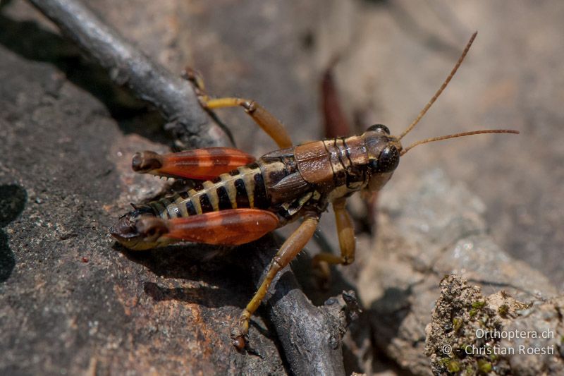 Podisma pedestris ♂ mit intensiv orangenen Hinterschenkeln - AT, Kärnten, Lavamünd, 24.06.2010