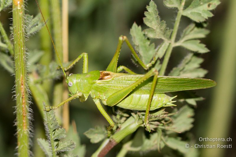 Tettigonia caudata ♂ - GR, Peloponnes, Spathovouni, 24.05.2013