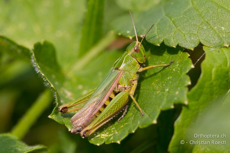 Omocestus viridulus ♀ - CH, BE, Stechelberg, 30.08.2013