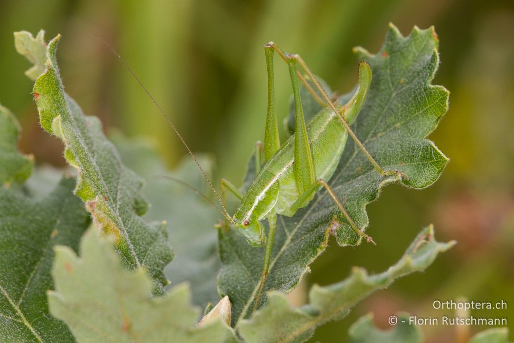 Poecilimon elegans Weibchen - HR, Istrien, Pazin, 15.06.2014