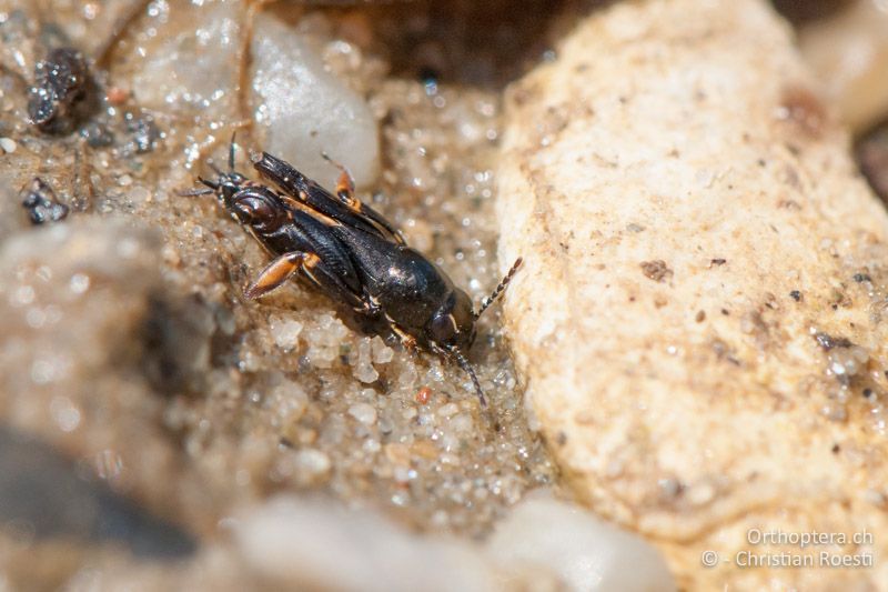 Xya pfaendleri ♂ - AT, Burgenland, Apetlon, Rosaliakapelle, 30.06.2010