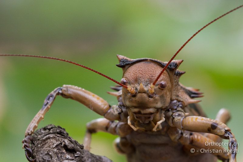 Corn Cricket, Enyaliopsis sp. - SA, Limpopo, Mutale, Pafuri River Camp, 02.01.2015