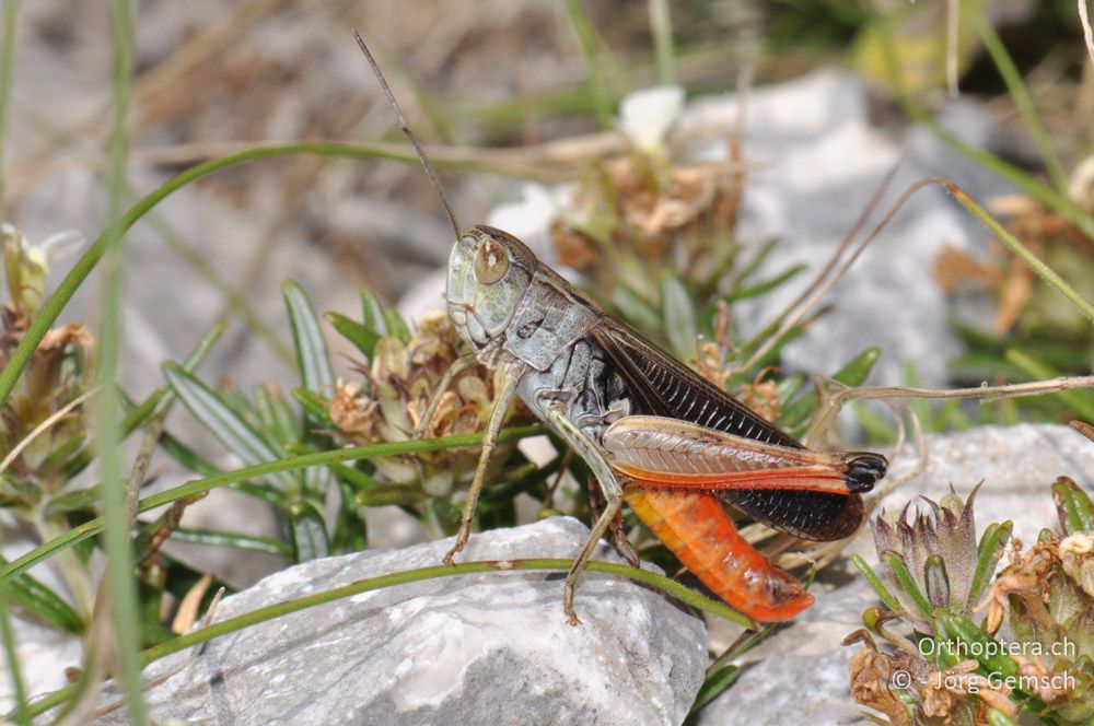 ♂ von Stenobothrus rubicundulus - HR, Istrien, Skitača, 24.06.2016