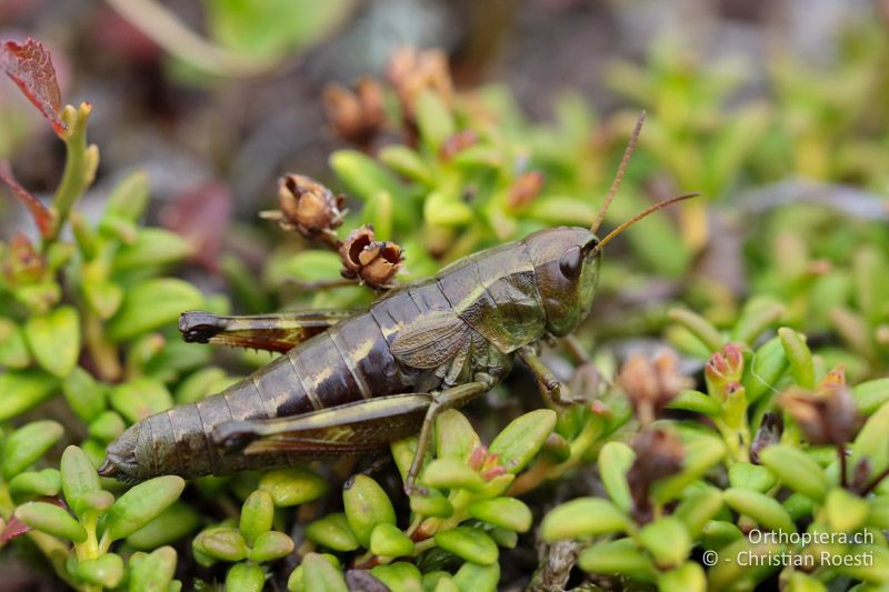 Podismopsis styriaca ♀ - AT, Kärnten, Reichenfels, 16.09.2016