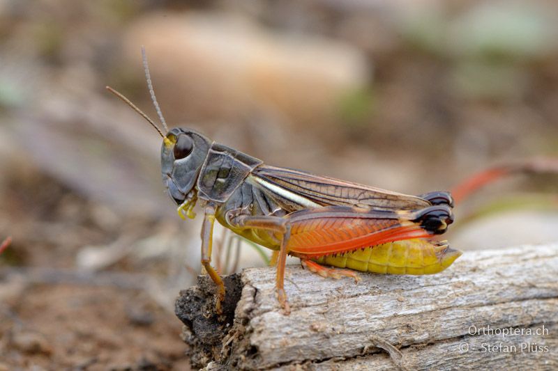 Arcyptera microptera ♂ - GR, Westmakedonien, Mt. Vernon, 10.07.2013