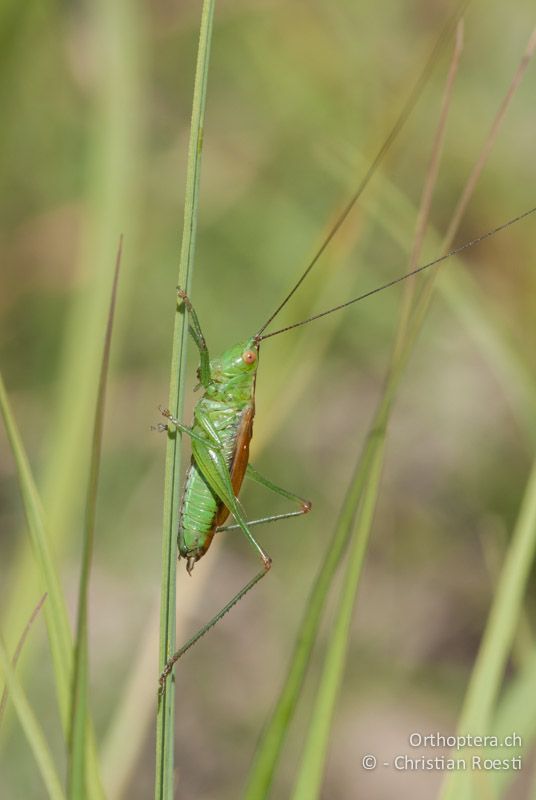 Conocephalus dorsalis ♂ - CH, VD, Cudrefin, 25.07.2008