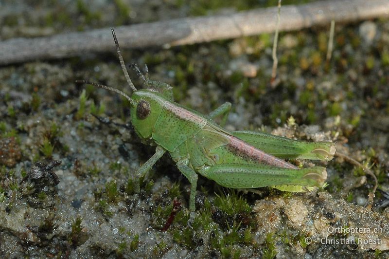 Larve von Epacromius tergestinus ponticus - CH, VS, Salgesch, 16.06.2007