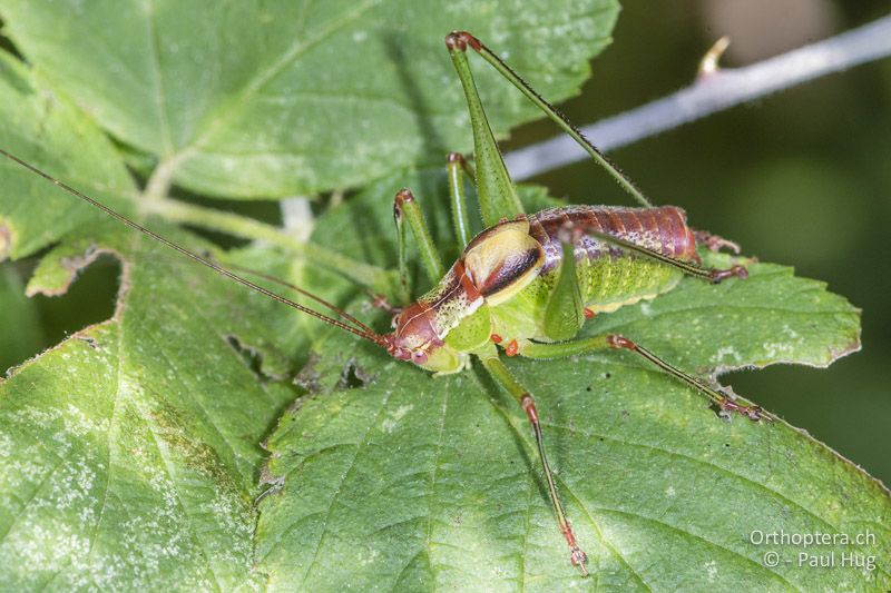 Ancistrura nigrovittata - GR, Zentralmakedonien, Paleokastro, 07.07.2017