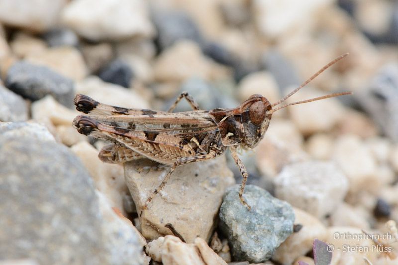 Dociostaurus genei ♀ - FR, Col des Portes, 06.07.2014