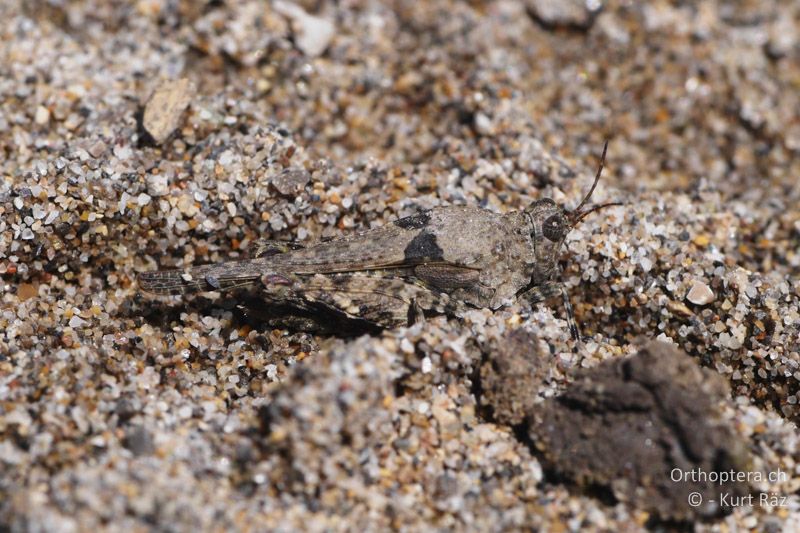 Mittelmeer-Dornschrecke (Paratettix meridionalis) - FR, bei Manosque, 05.07.2014