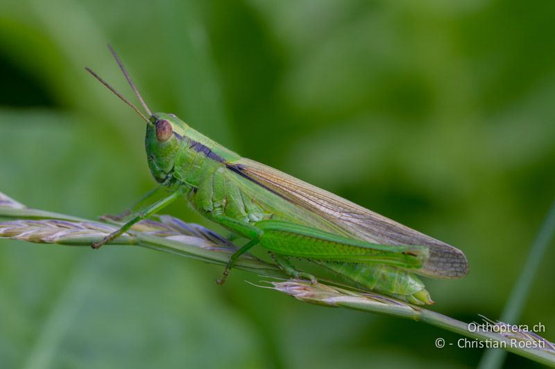 Mecostethus parapleurus ♀ - CH, BL, Diegten, 14.08.2013