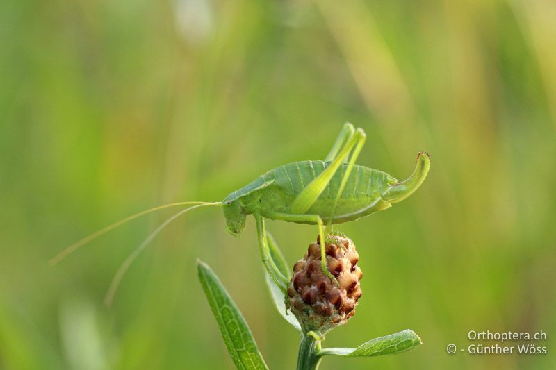 Isophya camptoxypha ♀ - AT, Niederösterreich, Lengbachl, 29.06.2014