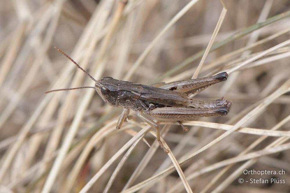 Zwerg-Heidegrashüpfer (Stenobothrus crassipes) ♂ - AT, Niederösterreich, Ebergassing, 08.07.2018