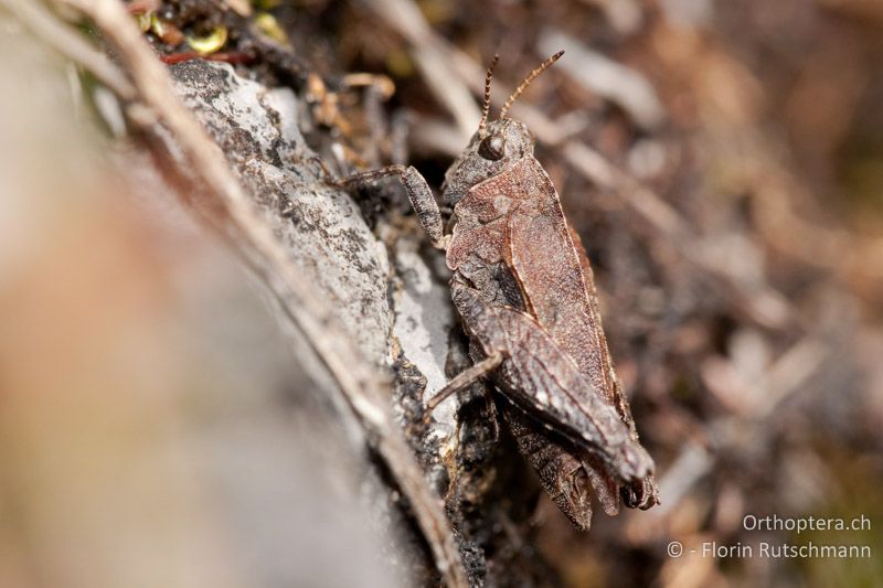 Tetrix bipunctata ♂ - AT, Vorarlberg, Gosses Walsertal, 22.05.2010