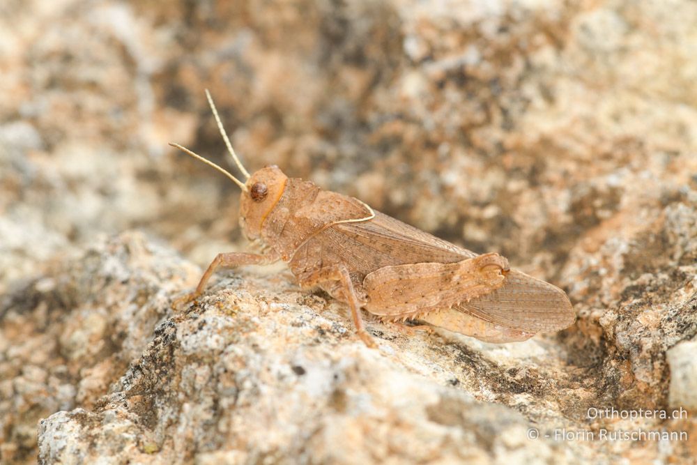 Steinschrecke Asiotmethis limbatus ♂ - GR, Westmakedonien, Klidi, 09.07.2013