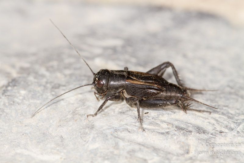 Melanogryllus desertus ♂ - HR, Istrien, Potpićan, 12.06.2014