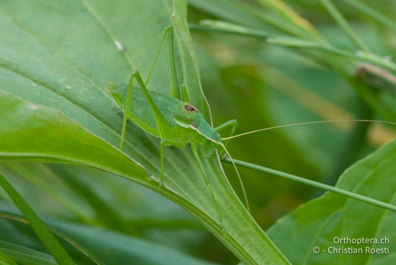 Isophya modestior ♂ - AT, Kärnten, Neuhaus an der Drau, 25.06.2010