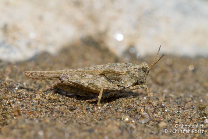 Tetrix bolivari ♀ - BG, Kardzhali, Krumovgrad, 23.04.2012