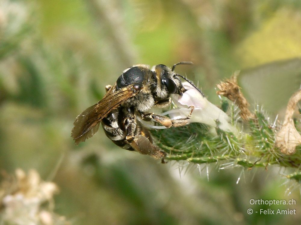 Eucera dalmatica - GR, Zentralmakedonien, Dojran-See, 09.07.2013