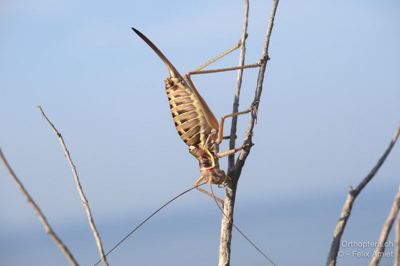 Balkan-Sattelschrecke, Ephippiger discoidalis ♀ - HR, Istrien, Premantura, 22.07.2015