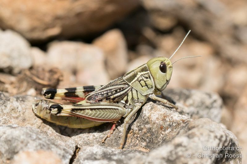 Arcyptera brevipennis brevipennis ♀ - HR, Primorsko-goranska županija, Cres, Predošćica, 23.07.2015