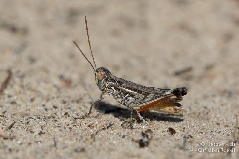 Dociostaurus brevicollis ♂ - HU, Bács-Kiskun, Fülöpháza, 08.07.2016