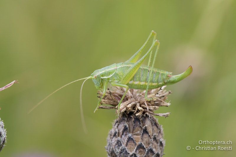 Poecilimon intermedius ♀ - AT, Niederösterreich, Ebergassing, 09.07.2016