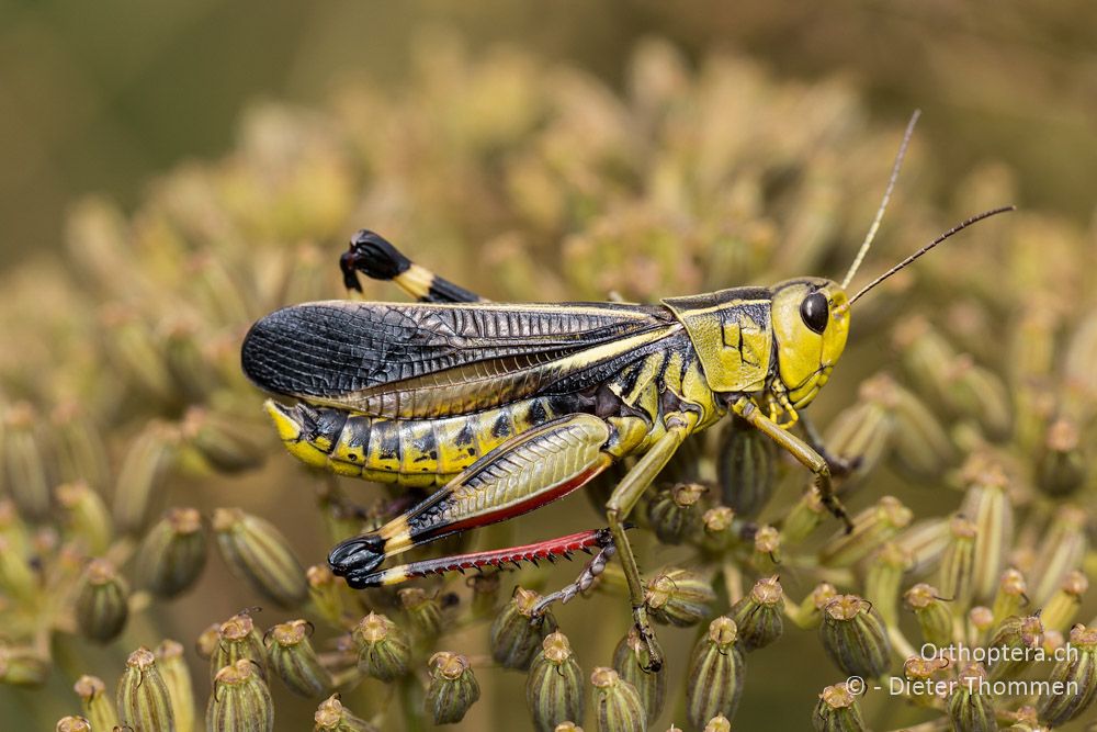 Arcyptera fusca ♂ - HR, Istrien, Račja Vas, Dol, 24.07.2015