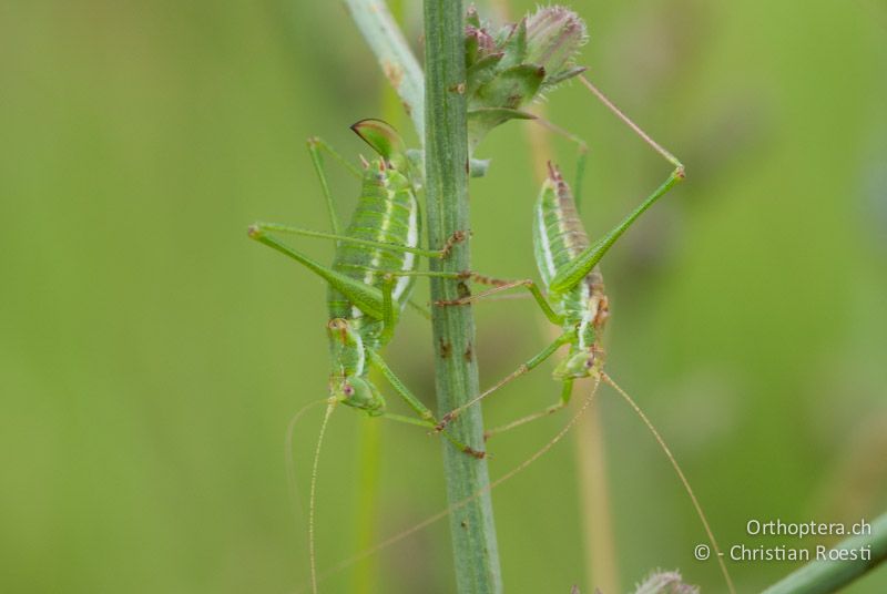 Paar von Leptophyes albovittata. Das ♀ ist links - AT, Burgenland, Breitenbrunn, 29.06.2010