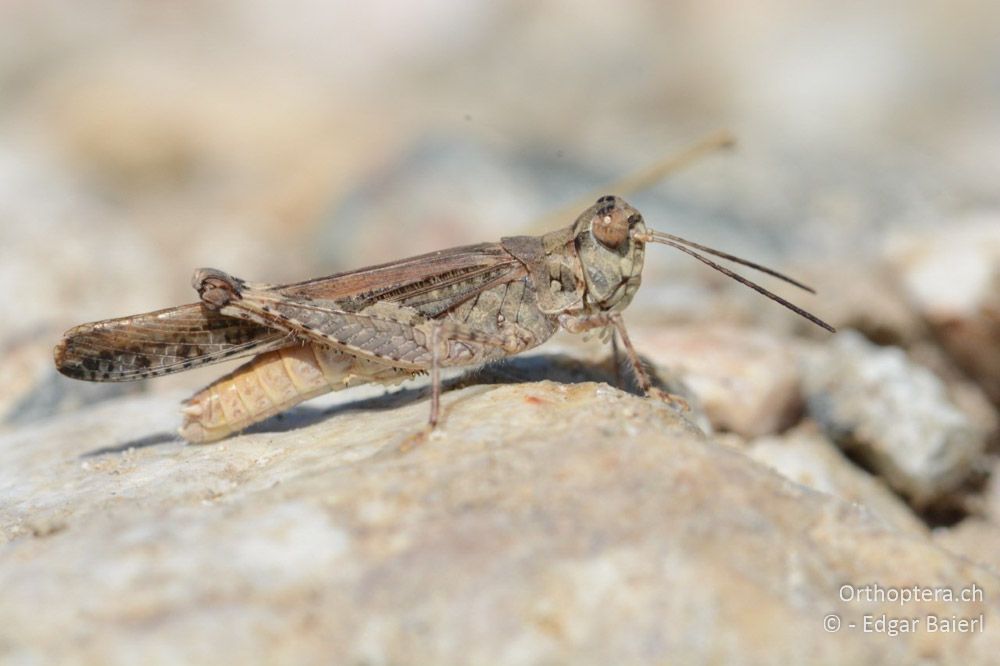 Acrotylus patruelis ♂ - BG, Blagoewgrad, Ploski, 14.07.2018