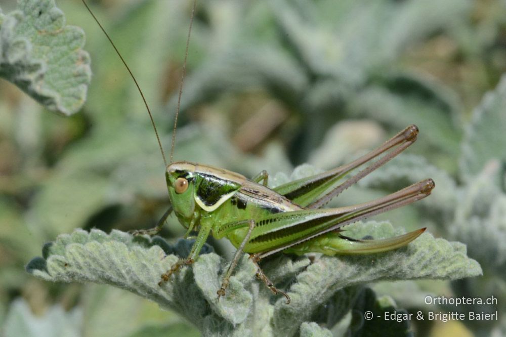 Modestana modesta ♀ - HR, Istrien, Skitača, 24.06.2016