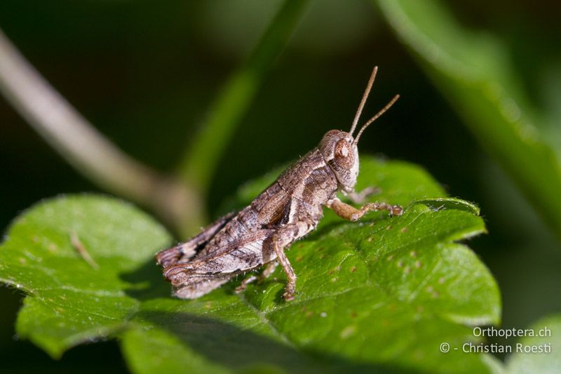 Pezotettix giornae ♂ - CH, TI, Castel-San-Pietro, 02.09.2013