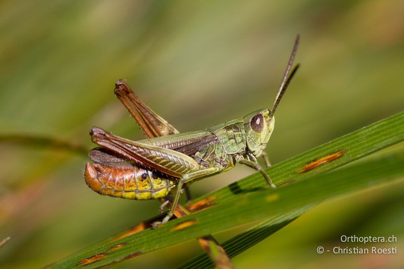 Chorthippus dorsatus ♂ - CH, TI, Isone, 04.09.2013