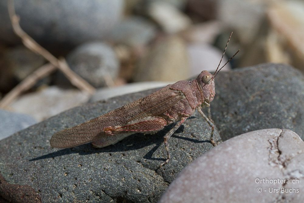 Sphingonotus sp. - GR, Thessalien, Meteora, 13.07.2013