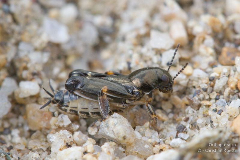 Pfaendlers Grabschrecke (Xya pfaendleri) Männchen (Es könnte sich auch um ein junges Weibchen handeln, Im Feld hatte ich es als Männchen eingeschätzt). An der Arda bei Stojanovo (Ardino), 22.04.2012