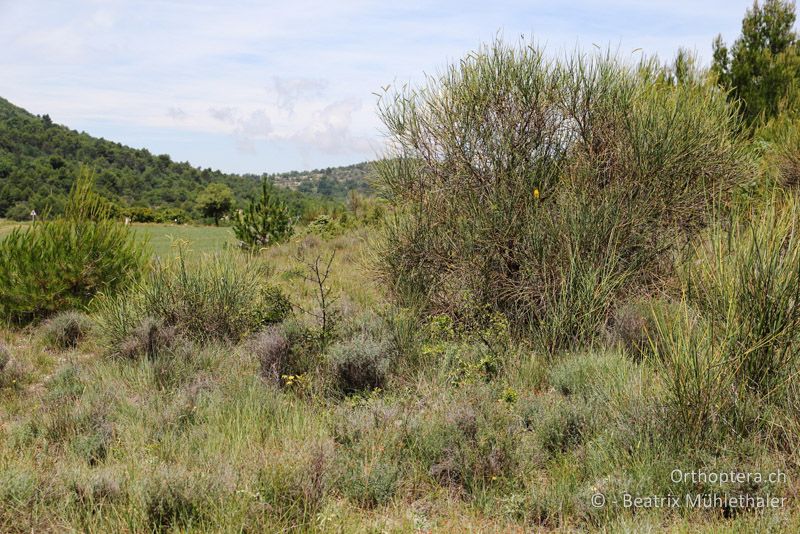 Trockenstandort auf der Route zur Durance - FR, bei Manosque, 05.07.2014