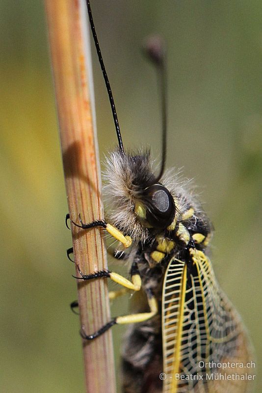 Porträt von der Langfühlerigen Schmetterlingshaft (Libelloides longicornis) - FR, bei Manosque, 05.07.2014