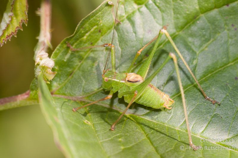 Leptophyes punctatissima ♂ - CH, TG, Immenberg, 07.08.2010