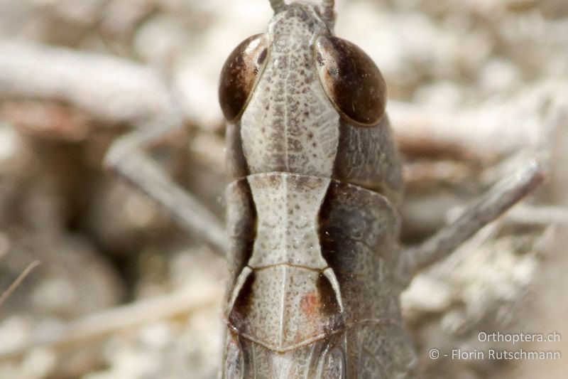 Bei den ♂♂ von Chorthippus vagans sind die Halsschild-Seitenkiele deutlich einwärts gebogen - IT, Abruzzen, Gessopalena, 06.10.2011