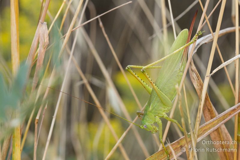 Tettigonia caudata ♀ - GR, Mittelgriechenland, Domokos, 23.06.2013