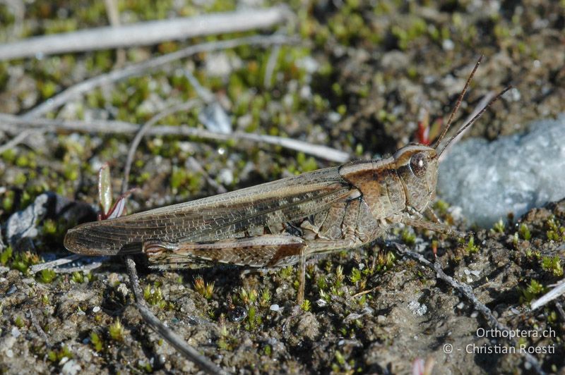 Epacromius tergestinus ponticus ♀ - CH, VS, Salgesch, 12.07.2007