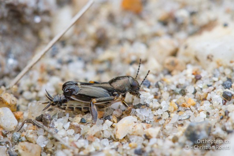 Xya pfaendleri ♀ - BG, Kardzhali, Stoyanovo, Arda, 22.04.2012