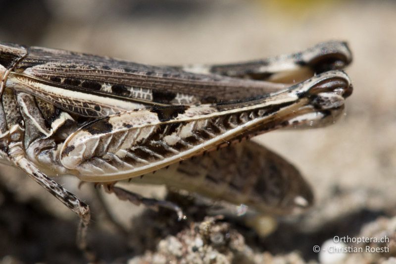 Hinterschenkel von Dociostaurus brevicollis ♀ mit den typischen dunklen, dreieckigen Flecken - HU, Bács-Kiskun, Fülöpháza, 08.07.2016