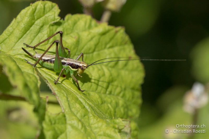 Pachytrachis gracilis ♀ im zweitletzten Stadium - BUL, Sofyia, Sarantsi, 11.07.2019