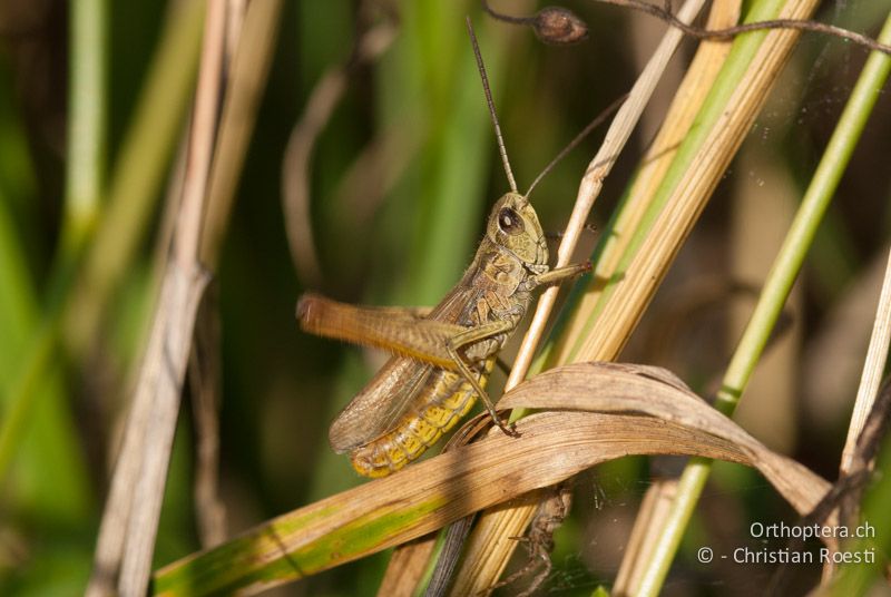 Chorthippus apricarius ♂ - DE, Bayern, Gungoldinger Wacholderheide, 06.08.2008