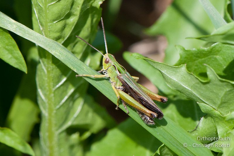 Omocestus viridulus ♂ - CH, BE, Wasen, 11.07.2010