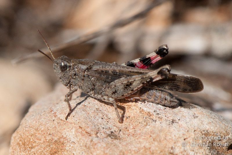 Aiolopus strepens ♂ - FR, Vaucluse, Mornas, 09.10.2010