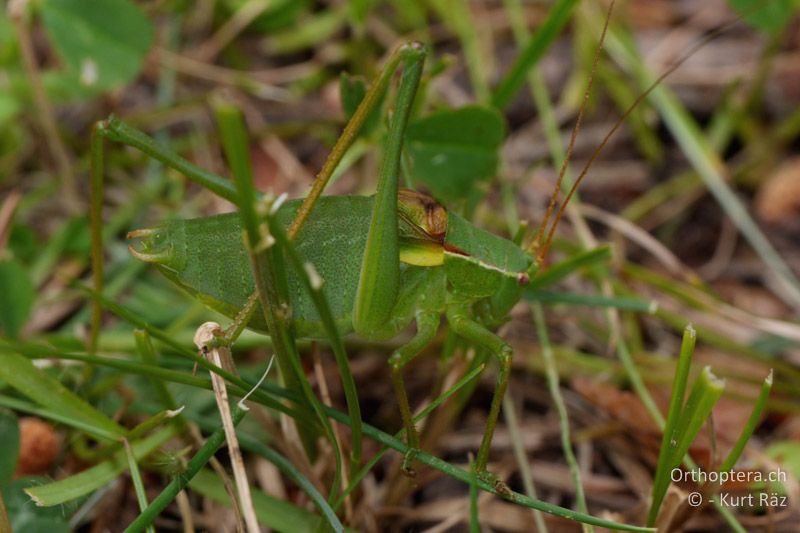 Plumpschrecke Isophya pyrenaea ♂ - FR, Mont Ventoux, 04.07.2014